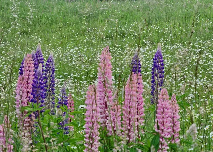 Natur- & Erlebnis 公寓 沃茨伯格